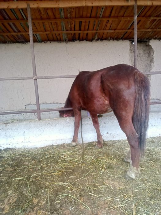 Жуас жас бие 3 тума