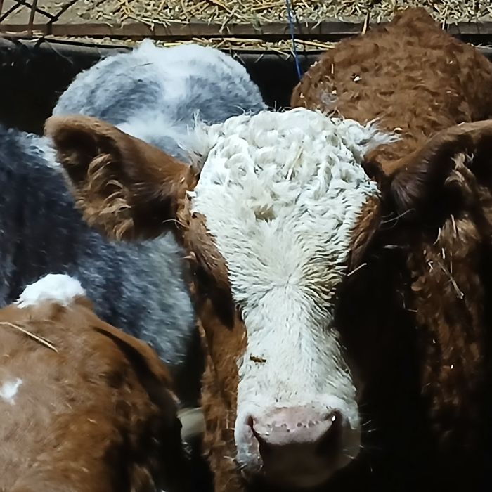 Vitei de lapte și intarcati