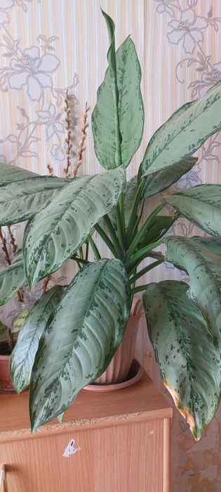 Комнатные растения