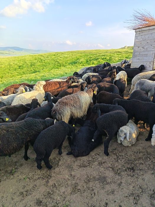 Vând miei karakul