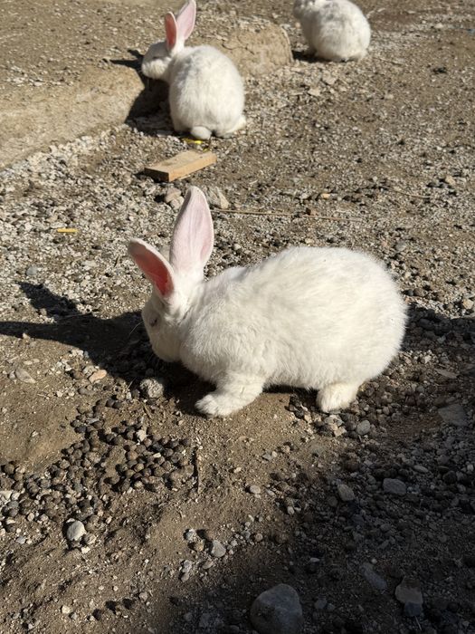 Кролик крольчата