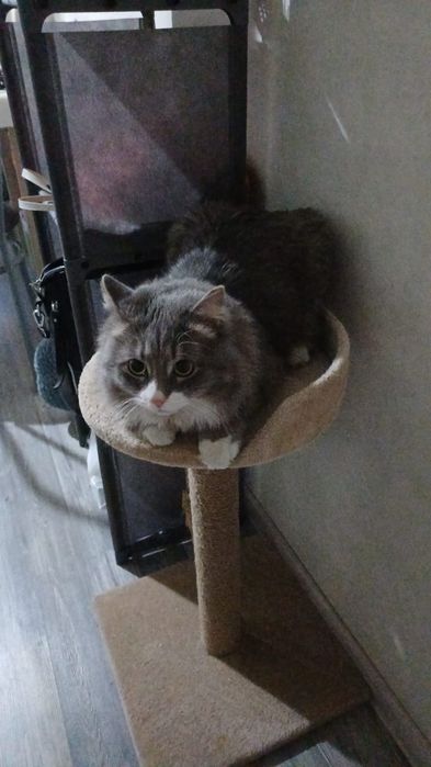 Продаются котята