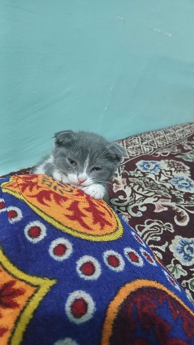 Mushuk bolasi sotiladi