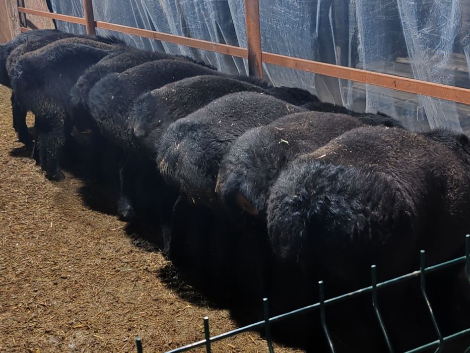 Кучкорлар сотилади кулай нархларда