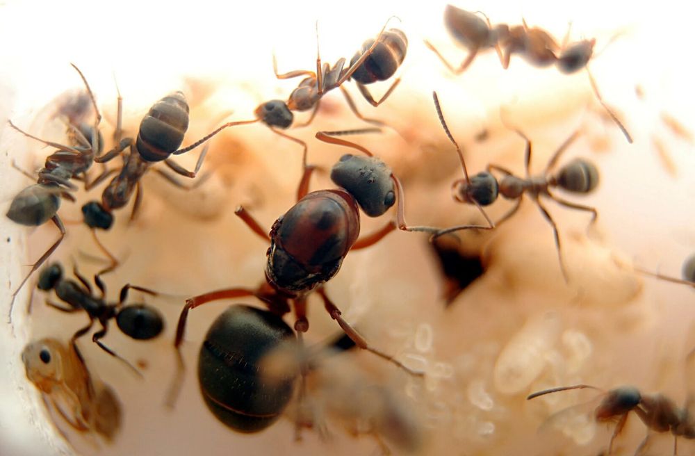 Муравьи Formica Rufibarbis
