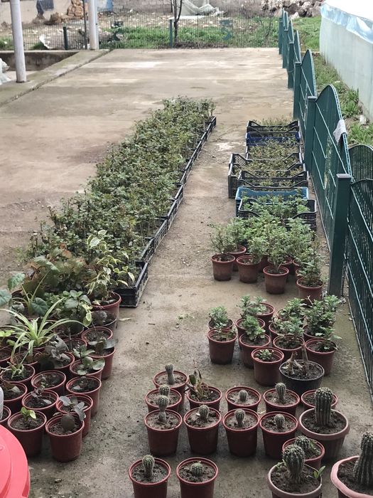 Atirgul koʻchatlari sotiladi!!!