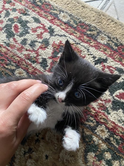 Отдам котят в добрые руки