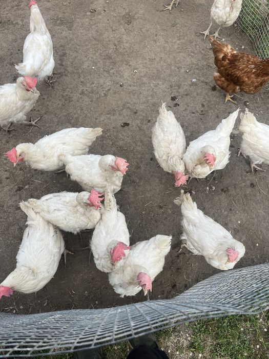 Продаються куры несушки