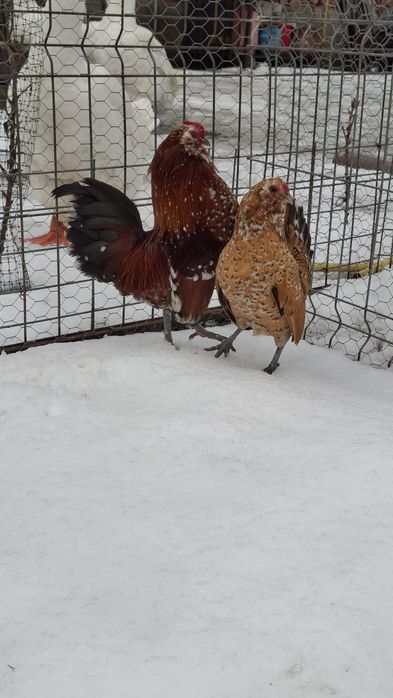 Barboasa de anvers pereche