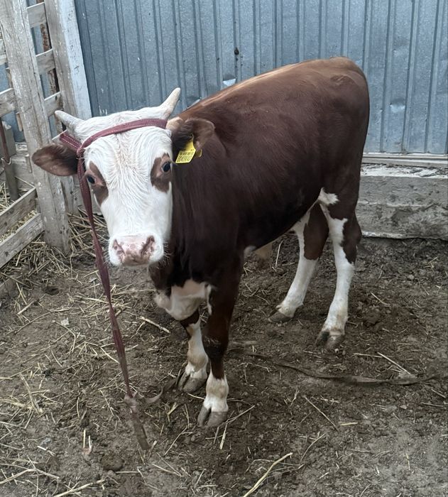 Баспак   1 жасар