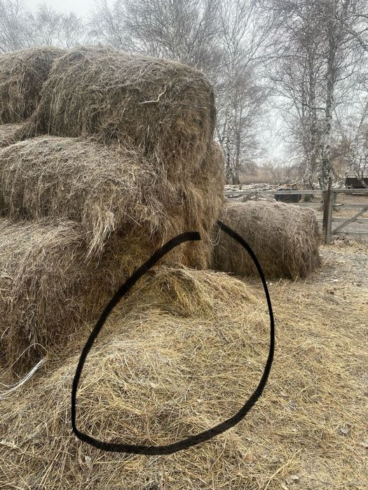 продам сено и салому