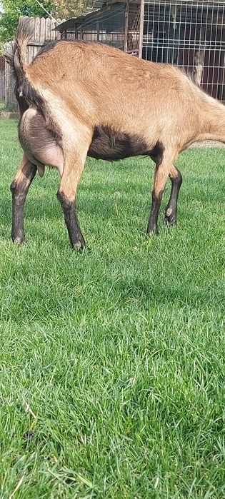 Capra cu lapte alpina