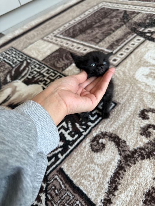 Отдам котенка в хорошие руки