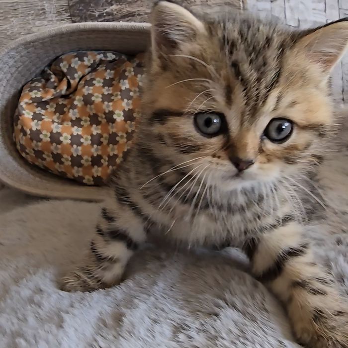 Британски котета с родословие. Чистокръвни котенца