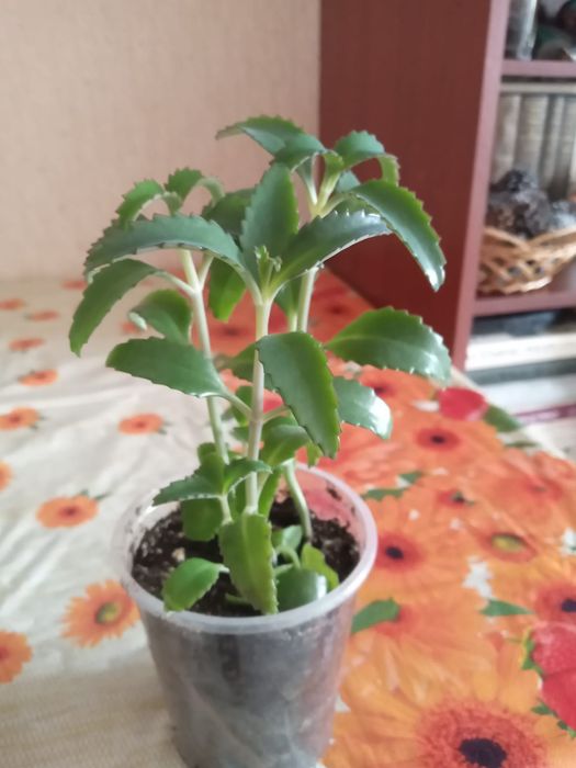 Каланхое лечебное