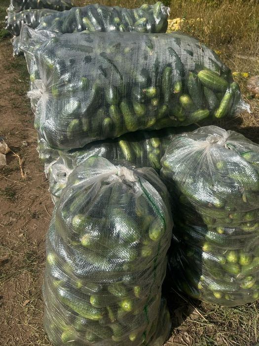 Огурцы Косшы на засолку.