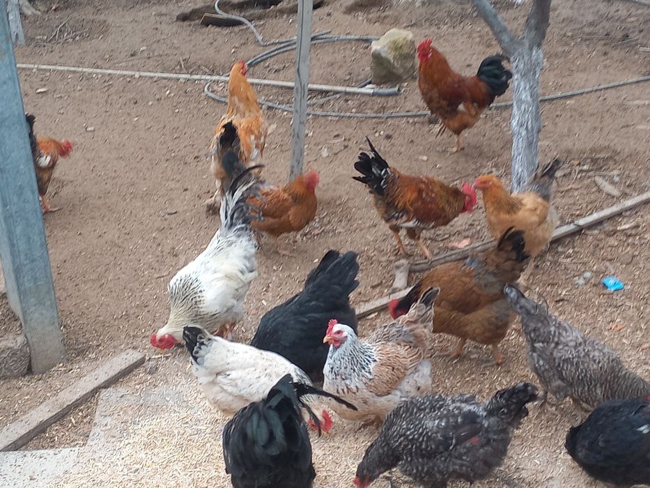 Петух молодой продается