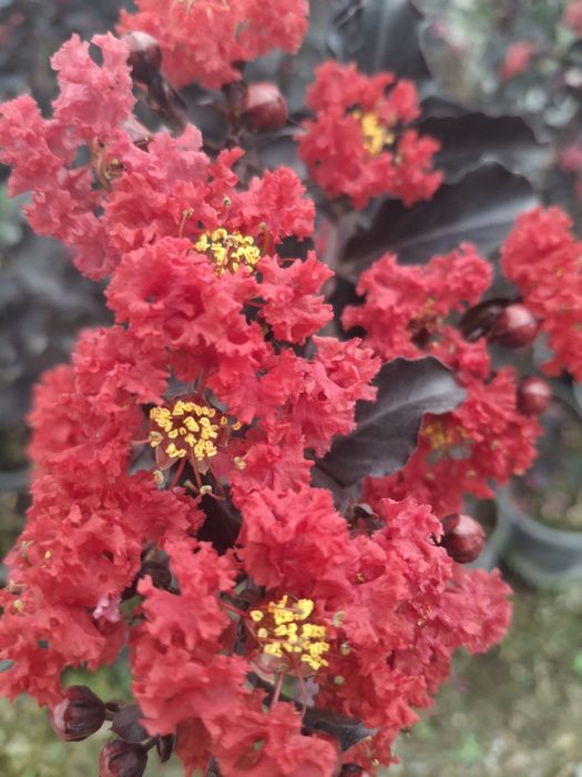 Индийская сирень чернолистная