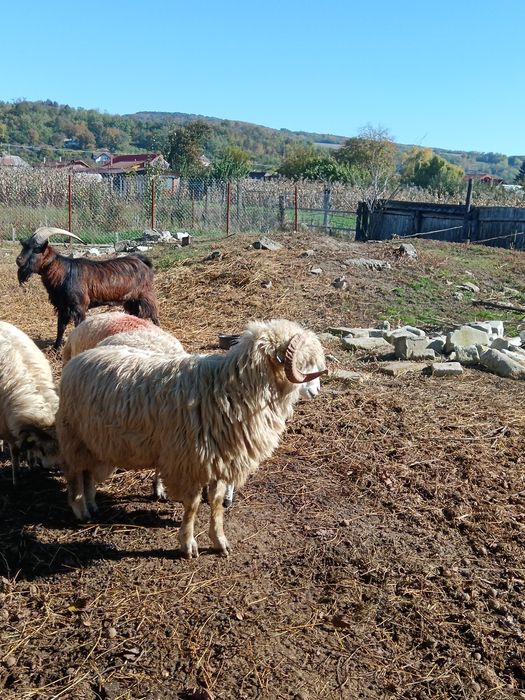 Berbec rasă. Pentru cei care doresc.