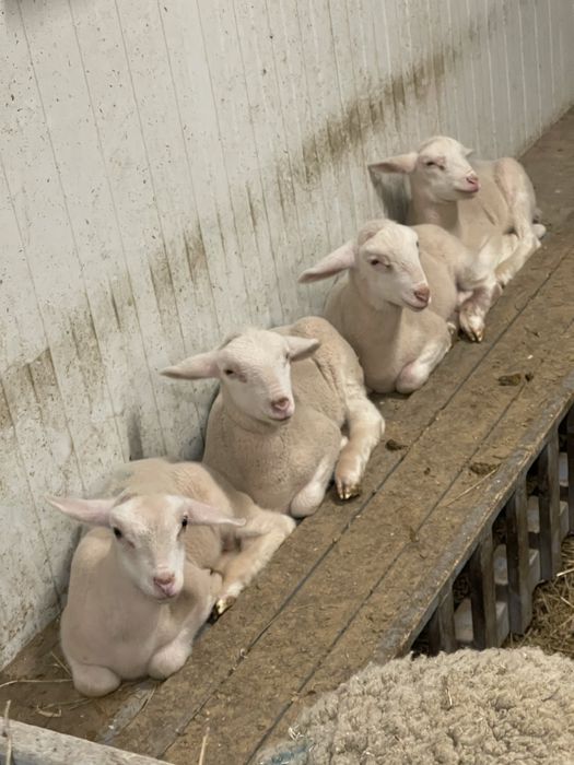 Vand berbecuți Lacaune