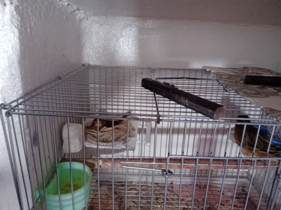 Тайор 3 пара канарейка