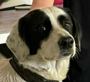 Собака ищет дом, кобель (мальчик)