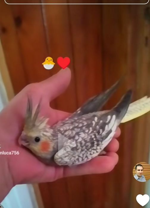 Schimb pui Papagal Nimfă 3 luni poza e mai veche cu Voiajori Albi sau Satineti Misirlii Județul Prahova Atenție.!! Nu Vând doar Schimb