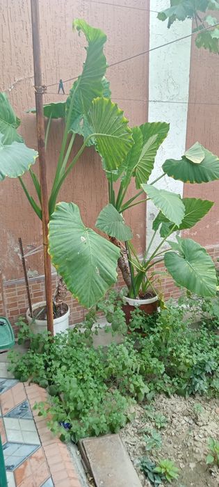 Комнатные растения для дома