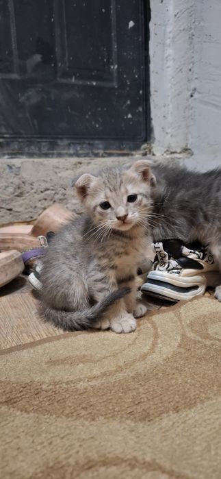 Скотиш страйт и фолд