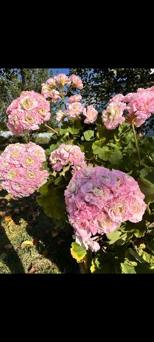 Продам сортовые пеларгонии