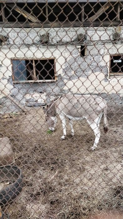 Ишак  девочка продаётся вместе с телегой