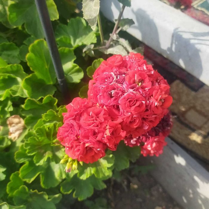 садовые цветы для сада и дома