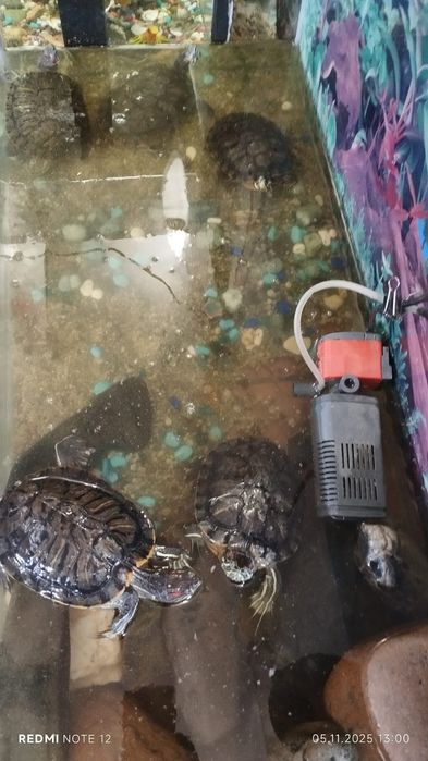 Продам черепах больших