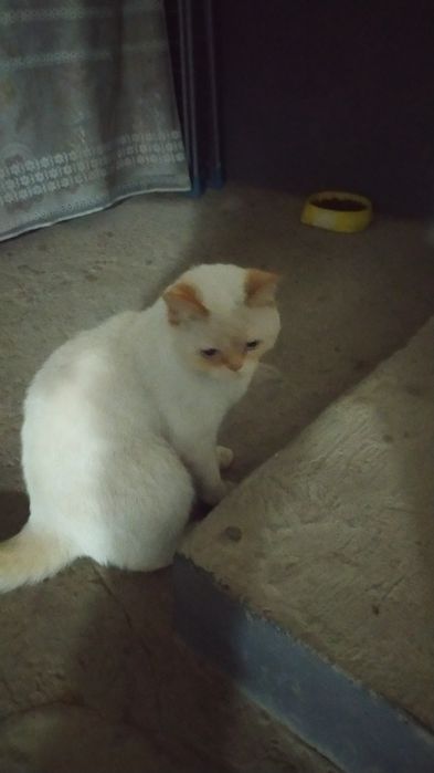 Продаю,Кошка игривый, окрас белый, парода  red point, мальчик