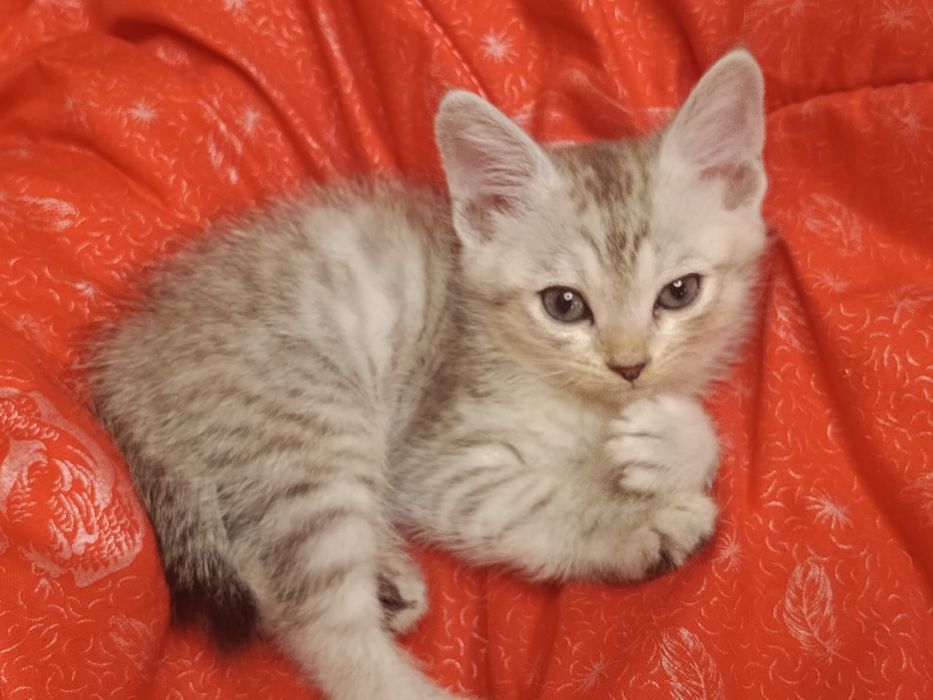 Отдам британцев котят