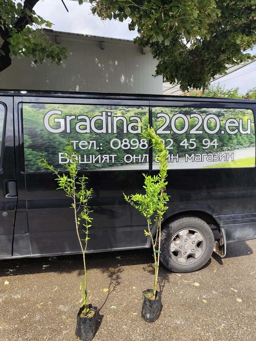 Нар фиданки  - Punika granatum  Студоустойчив и Самоопрашващ