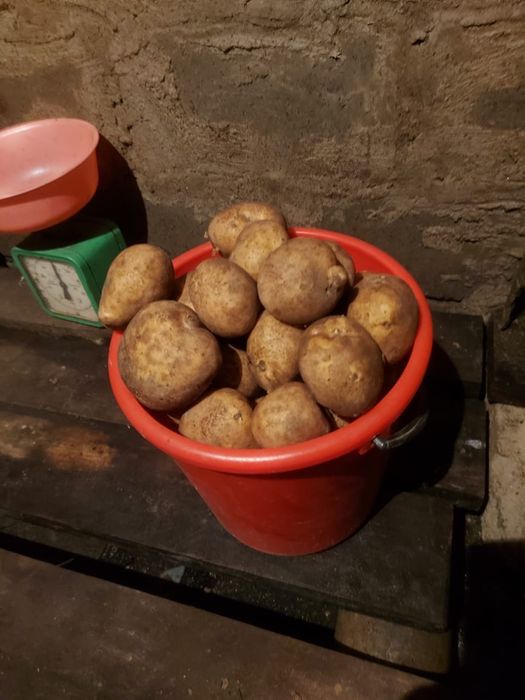 Продам картофель дачный