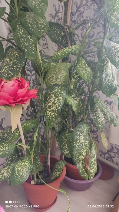 Продам комнатные цветы.
