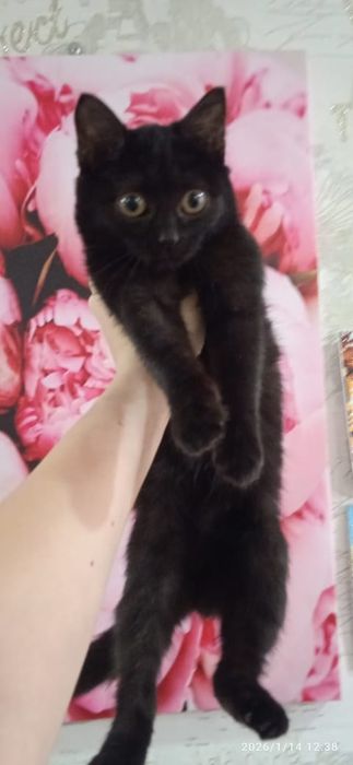 Отдам в добрые руки кошечку!