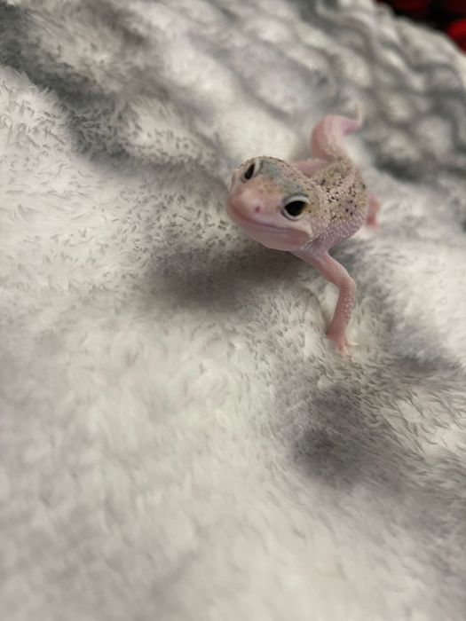 Продам ручных эублефаров