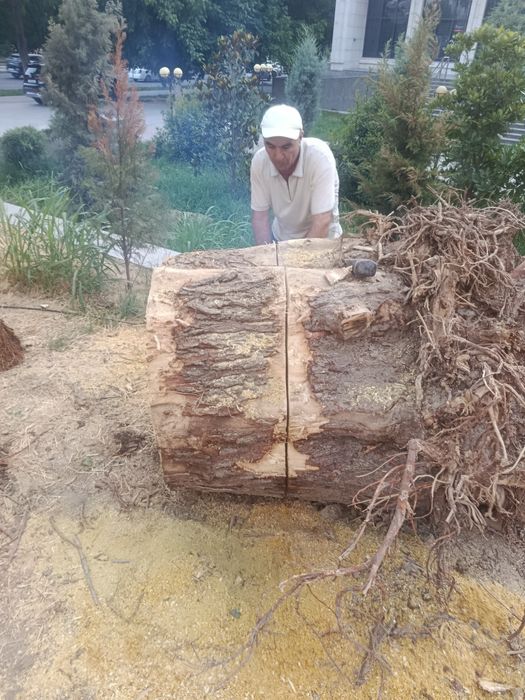 Дарахт кесиш хизмати aбрезка дерево бензaпила услуга.