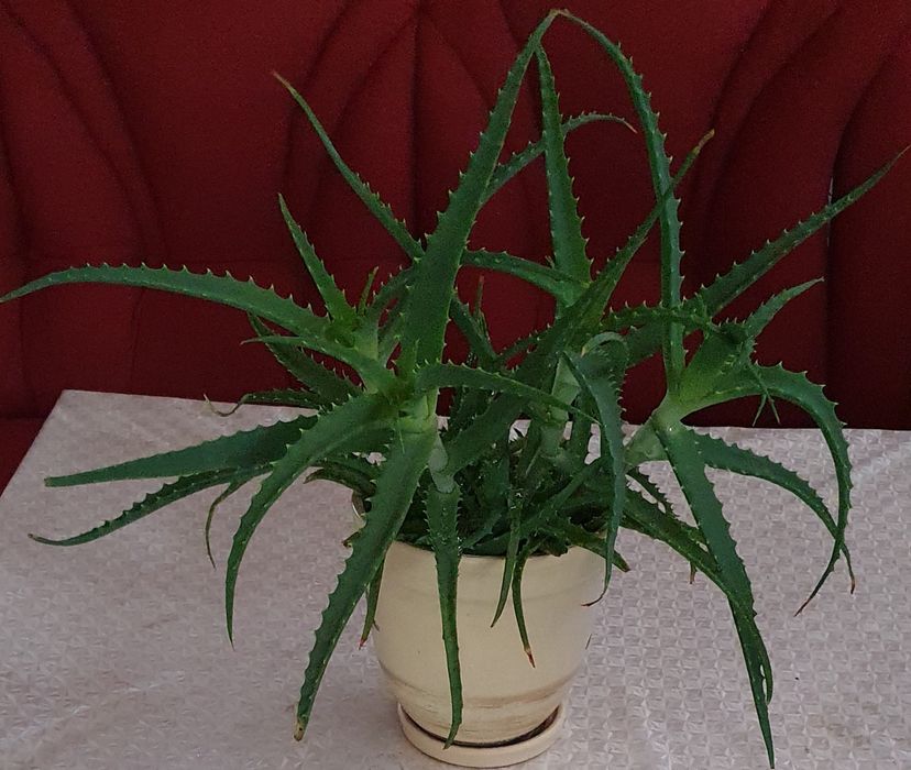 Продам растение алоэ