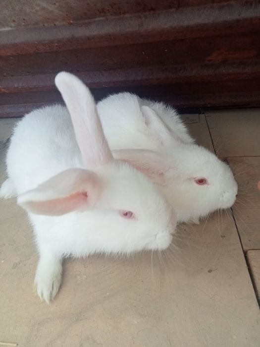 Кролики, одна мать с двумя кроликами