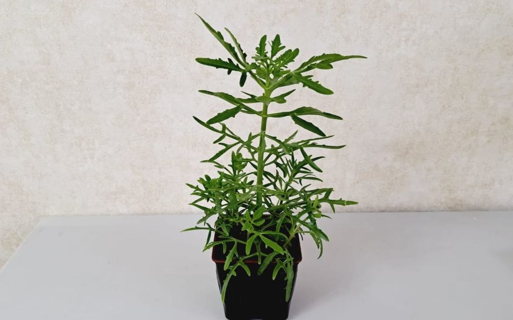 Цветы, цветы, цветы