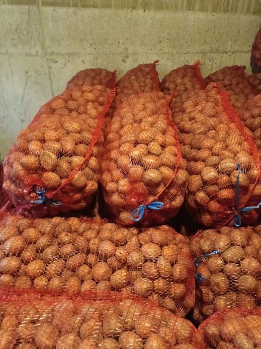 Cartofi de sămânță