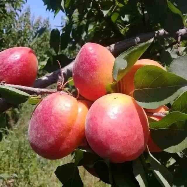 Koʻchatlar кучатлар 200 xil kuchatlar