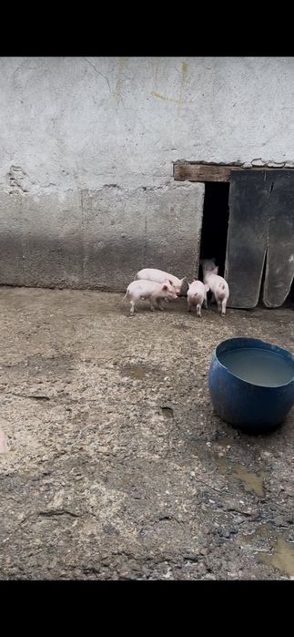 Продавам домашни прасета