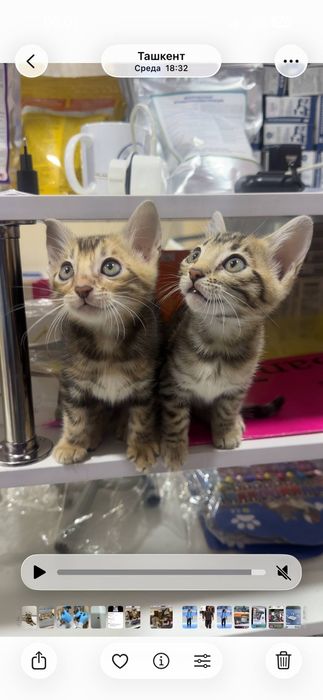 Bengal mushukcha sotiladi