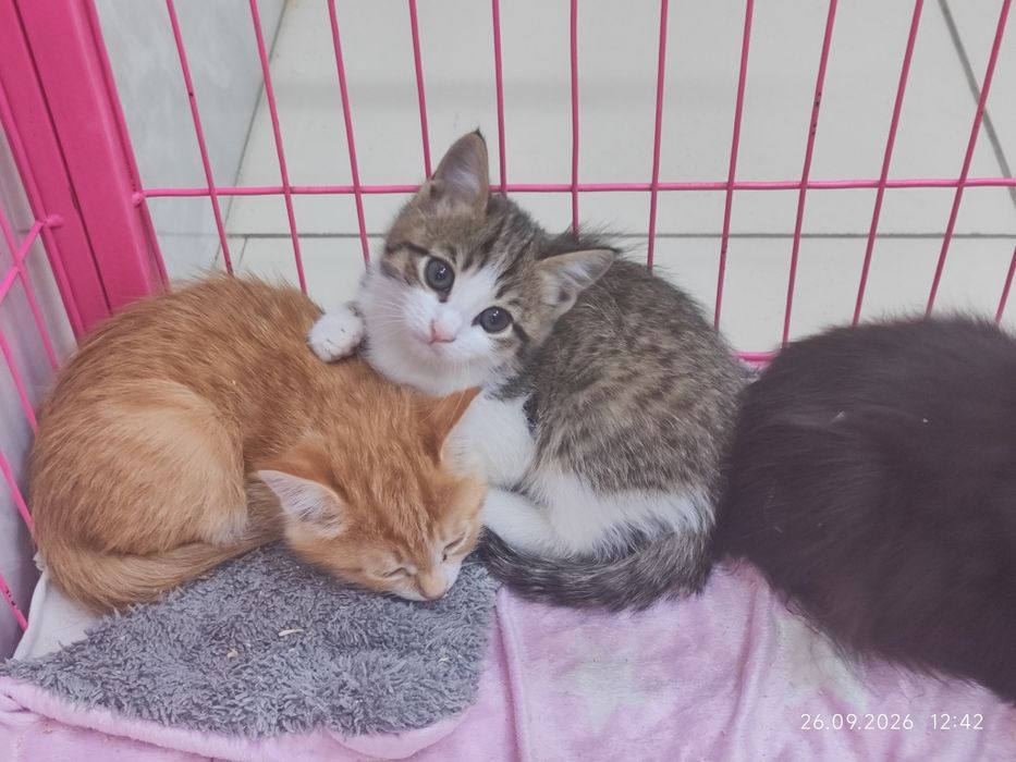Отдам котят в добрые руки