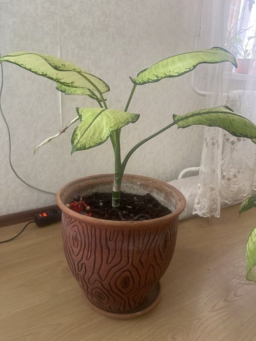 Пподается цветок- диффенбахия